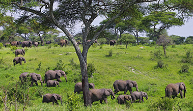 tarangire National park